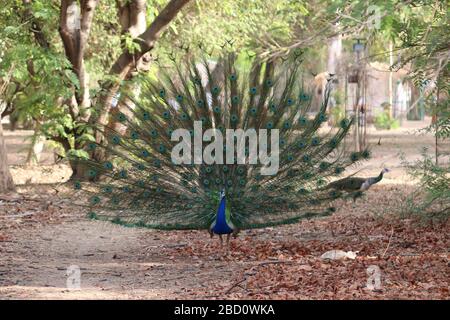 Un beau paon mâle avec des plumes étendues sur la photo de stock d'herbe Banque D'Images