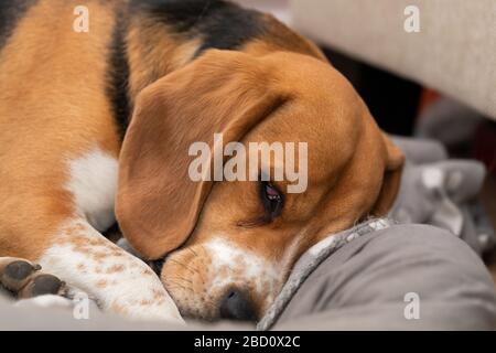 Le joli chien beagle endormi a une sieste sur son oreiller à l'intérieur Banque D'Images