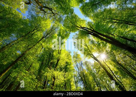 Majestueux vers le haut vue sur les arbres dans une forêt de hêtre avec feuillage vert frais, rayons du soleil et ciel bleu clair Banque D'Images