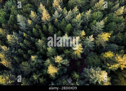 Vue aérienne vers le bas d'une forêt verte avec la lumière du soleil tombant sur certains des arbres Banque D'Images