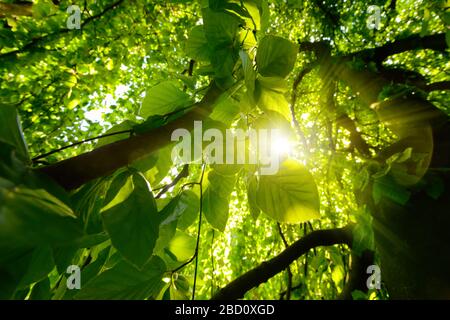 Vers vue des yeux de beaux arbres et branches avec le feuillage vert vif et le soleil qui brille à travers eux Banque D'Images