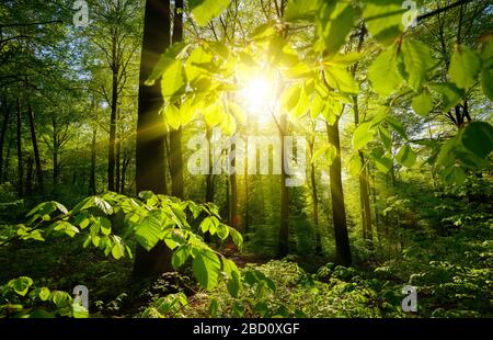 Beau paysage forestier vert: Le soleil et les branches vertes encadrant les arbres en arrière-plan Banque D'Images