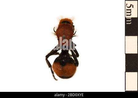 Ant velours rouge Ant. Velours oriental Ant. EO 022086 Velvet Ant Dasymutilla occidentalis 001.jpg Banque D'Images