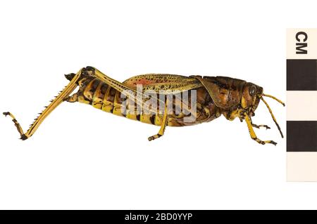 Sauterelle lubber de l'est. Cet objet fait partie de la collection Education and Outreach, dont certains sont dans le centre d'éducation scientifique Q?rius et sont disponibles pour voir.114 Jan 2020 EO 400818 Southeastern lubber Grasshopper Romalea microptera 001 Banque D'Images