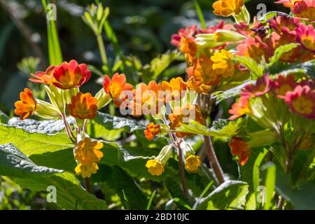 Fleurs de type Primula avec centre en forme de soleil jaune et cinq pétales orange en forme de coeur qui poussent dans les touffes dans les zones vertes locales avec le lâcher. Banque D'Images