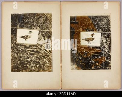 Dossier d'étude Pochoir Ducks pour le livre dissimulant la coloration dans le Royaume animal. Banque D'Images