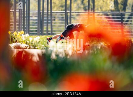 06 avril 2020, Hessen, Francfort-sur-le-Main: Derrière un lit de tulipes fleuries, un homme fait son entraînement de forme physique le matin dans le Hafenpark. Photo: Frank Rumpenhorst/dpa Banque D'Images