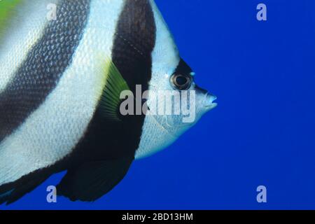 Lannerfish à nageoires longues (Heniochus diphreutes) sous l'eau aux Maldives Banque D'Images