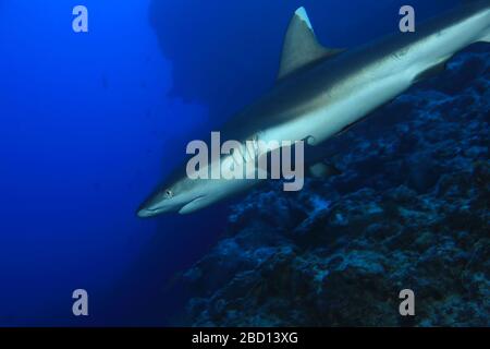 Requin de récif gris (Carcharhinus amblyrhynchos) nageant sous l'eau aux Maldives Banque D'Images