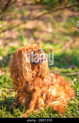 Cavalier King Charles chien mâle chien d'Espagne à Ruby Banque D'Images