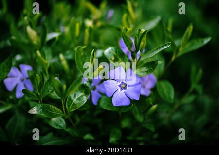 Gros plan sur de belles fleurs perwinkle bleu printemps. Banque D'Images