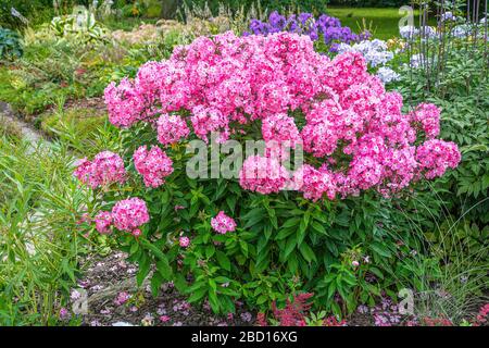 Des buissons Phlox luxueux, un coin bien entretenu du jardin Banque D'Images