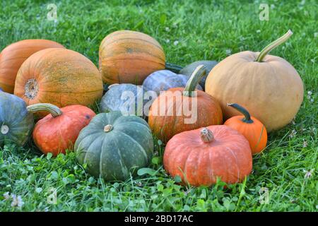 Citrouilles colorées et courge récolte d'automne. Différentes variétés Banque D'Images