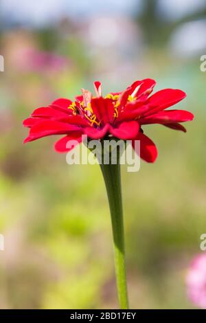 Jardin d'été. Rouge Zinnia elegans, connu sous le nom de jeune et âge, commun zinnia ou élégant zinnia, une plante annuelle de floraison du genre Zinnia, floraison Banque D'Images