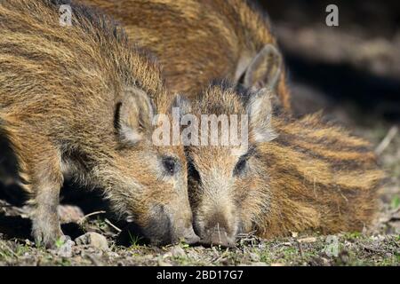 06 avril 2020, Bade-Wuerttemberg, Ravensburg: Trois semaines de jeux et de crevettes ensemble dans une réserve de jeu. Photo: Felix Kästle/dpa Banque D'Images