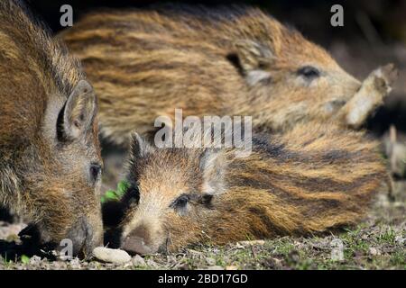 06 avril 2020, Bade-Wuerttemberg, Ravensburg: Trois semaines de jeux et de crevettes ensemble dans une réserve de jeu. Photo: Felix Kästle/dpa Banque D'Images