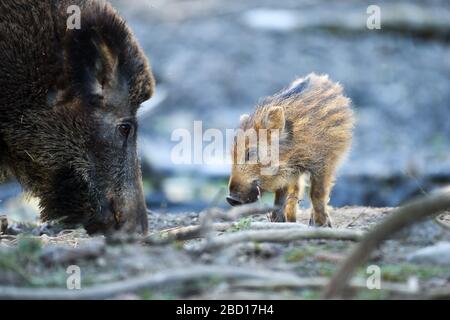 06 avril 2020, Bade-Wuerttemberg, Ravensburg: Un jeune de quelques semaines regarde la fAutoriser dans une réserve de jeu. Photo: Felix Kästle/dpa Banque D'Images