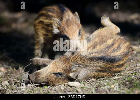 06 avril 2020, Bade-Wuerttemberg, Ravensburg: Deux semaines de nouveau-nés jouent et se battent ensemble dans une réserve de jeu. Photo: Felix Kästle/dpa Banque D'Images