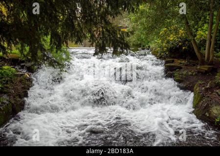 Gros plan de petite cascade, tumbling sur les rochers dans la nature avec verdure, plantes. Arrière-plan idéal. Carshalton Ponds, Surrey, Angleterre Banque D'Images