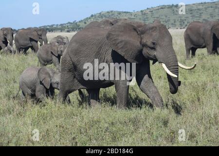 Un troupeau d'éléphants d'Afrique (Loxodonta africana) avec leurs jeunes. Photographié en Tanzanie Banque D'Images