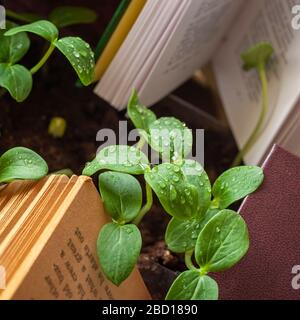 Germe vert avec gouttes de rosée, pluie parmi les livres ouverts. Concept de la connaissance, de la cognition et de l'illumination, écologie Banque D'Images