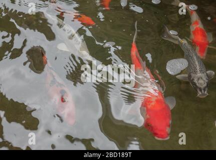 de magnifiques poissons de plusieurs tailles. le même type est élevé dans un étang avec un bain à remous, pulvérisation, vagues d'eau claire dans le jardin de repos, pas de personnes. Banque D'Images