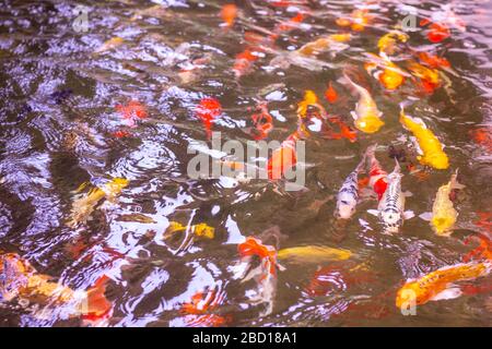 de magnifiques poissons de plusieurs tailles. le même type est élevé dans un étang avec un bain à remous, pulvérisation, vagues d'eau claire dans le jardin de repos, pas de personnes. Banque D'Images