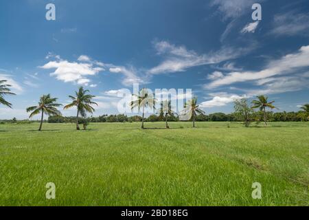 Rizières au Sri Lanka Banque D'Images