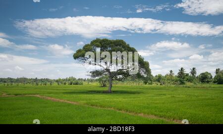 Rizières au Sri Lanka Banque D'Images
