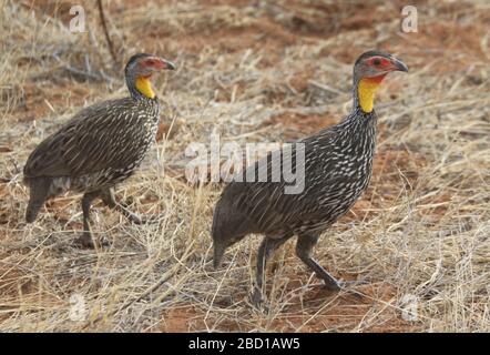 la spurfowine à col jaune ou la francoline à col jaune (Pternistis leucoscepus) est une espèce d'oiseau de la famille des Phasianidae. Il est trouvé à Djibouti, er Banque D'Images