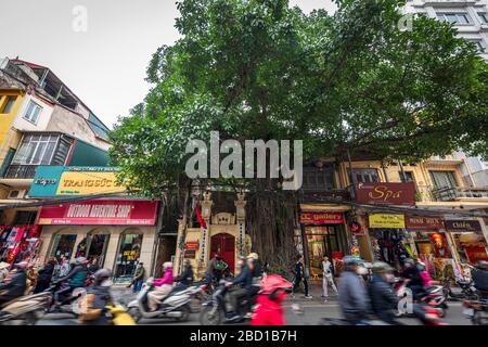 Scooters vitesse par un Banyan Tree et des magasins à Hanoi Vietnam. Banque D'Images