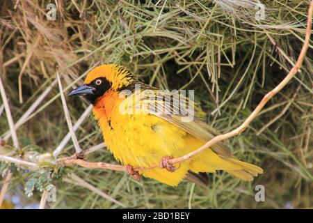 Masqué vitelline (Pycnonotus Tricolor vitellinus), Kenya, Afrique. Banque D'Images