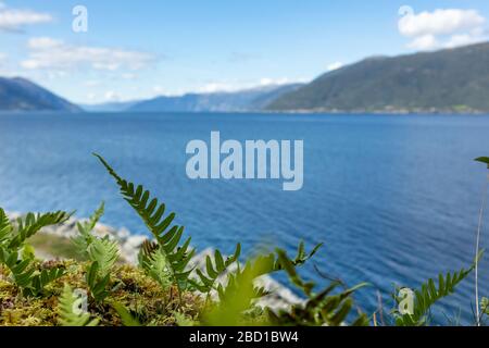 De jeunes petites fougères vertes se ferment sur la côte du fjord norvégien avec du ciel bleu vif et de l'eau. Fond naturel flou Banque D'Images