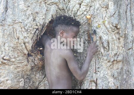 L'Afrique, la Tanzanie, le lac Eyasi, jeune homme Hadza enfant recherche le miel. Hadza, ou Hadzabe, est un groupe ethnique autochtone du centre-nord de la Tanzanie, Banque D'Images