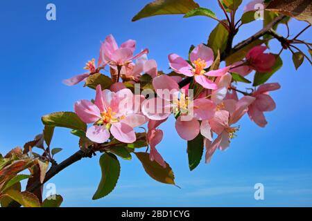 De belles fleurs roses ornementales d'arbres d'Apple se rapprotent du ciel bleu au printemps. Banque D'Images