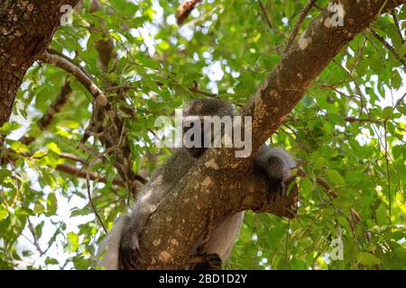 Singe vervet Banque D'Images