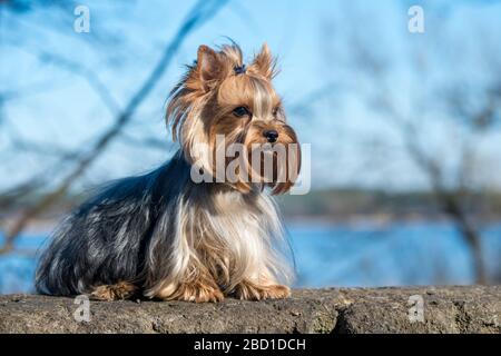 Chien Yorkshire terrier assis près de la nature Banque D'Images