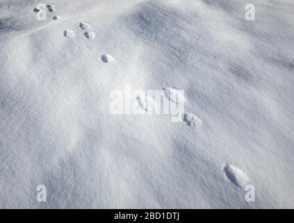 Chenilles européennes de lièvre de montagne sur la neige ( Lepus timidus ) , Finlande Banque D'Images