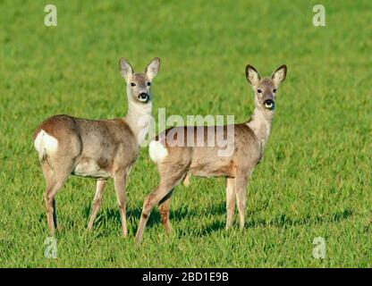 06 avril 2020, Brandenburg, Mallnow: Curieusement, deux cerfs se tiennent sur un champ encore jeune de grain dans l'Oderbruch et regardent dans la caméra du photographe. Photo : Patrick Pleul/dpa-Zentralbild/ZB Banque D'Images