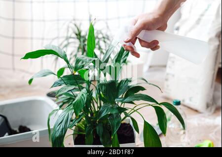 Homme jardinier arrosage maison Spathiphyllum. Concept de jardinage à la maison. Banque D'Images