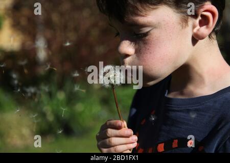 Un jeune garçon, âgé de 9 ans, soufflant sur une tête de balle en parachute « Taraxacum » dans un jardin britannique pendant la journée, le pappus flottant au vent, printemps 2020 Banque D'Images