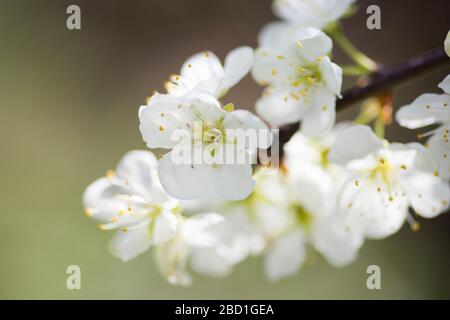 floraison sur l'arbre - floraison blanche sur le bourgeonnement branche de printemps Banque D'Images