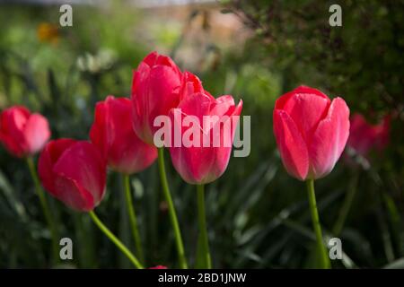 Tulipes rouges vives dans un jardin, une journée ensoleillée Banque D'Images