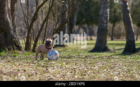 Le bourdon français joue avec son ballon dans le parc. Banque D'Images