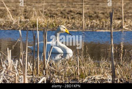 Le Cygne solitaire Whooper nage au bord du lac en Finlande Banque D'Images