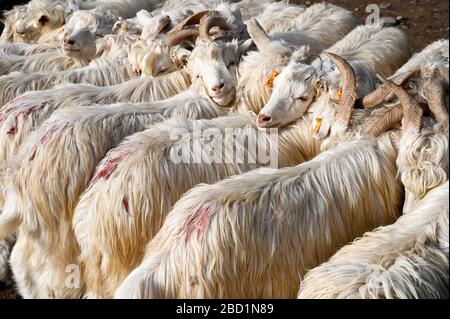 Les chèvres angora au marché du dimanche à Kashgar, le principal centre commercial de la route de la soie, Kashgar, Xinjiang, Chine, Asie Banque D'Images