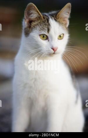 Gros plan portrait chat blanc. Animaux domestiques. jeune kitt à pois Banque D'Images