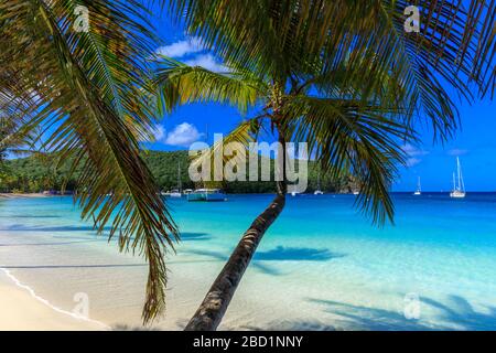 Superbe baie de Saltwhistle, yachts, plage de sable blanc, mer bleue, palmiers suspendus, Mayreau, Grenadines, Saint-Vincent-et-les Grenadines, Caraïbes Banque D'Images