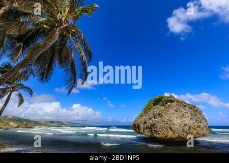 Bathsheba, Mushroom rock, palmier balayé par le vent, vagues de l'Atlantique, côte est sauvage, Barbade, îles Windward, Antilles, Caraïbes, Amérique centrale Banque D'Images