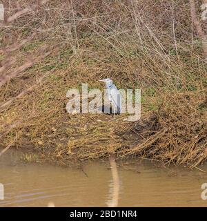 Héron gris bronzer sur une rive de rivière, vu par les buissons Banque D'Images